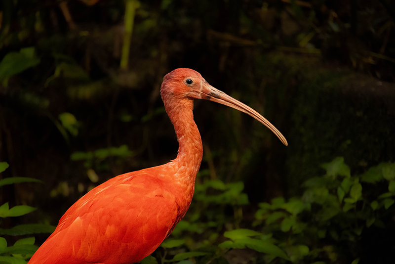 Monitoramento de Fauna